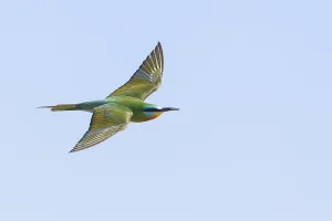 Bilder Datiert 27. Mai 2017: Blauwangenschnäpper, Merops persicus