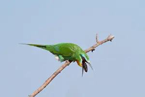 Wildlife In Asia Drucke: Blue-cheeked Bee-eater, Merops persicus