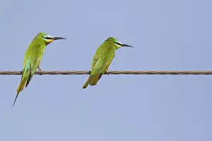 Blauwangenschnäpper, Merops persicus