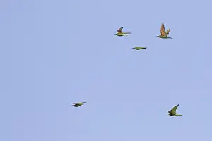 Blauwangenschnäpper, Merops persicus