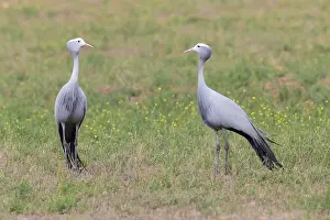 Blauer Kranich, Grus paradisea
