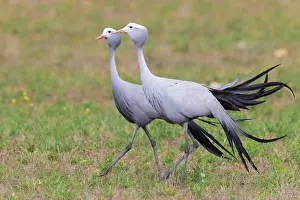 Gruiformes Family Birds Drucke: Blue Crane, Grus paradisea