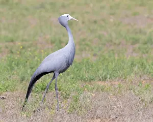 Gruiformes Family Birds Drucke: Blue Crane, Grus paradisea