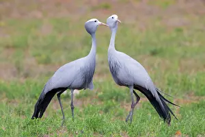 Western Cape Wildlife Drucke: Blue Crane, Grus paradisea