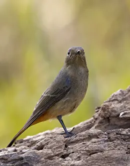 Thailand Nature Photography Drucke: Blue-fronted Redstart, Phoenicurus frontalis