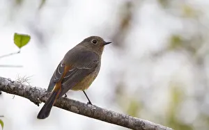 Nature Photography In Asia Drucke: Blue-fronted Redstart, Phoenicurus frontalis