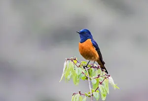 Bilder Datiert 29. Mai 2015: Blauvorderer Rotkehlchen, Phoenicurus frontalis