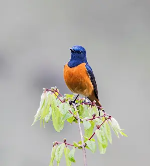 Wildlife In China Drucke: Blue-fronted redstart, Phoenicurus frontalis