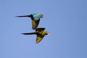 Bilder vom 6. Dezember 2009: Blauköpfiger Papagei
