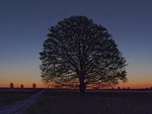 Clear Blue Skies Europe Drucke: Blue Hour with beechtree