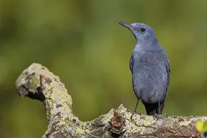 Nature Wildlife Images Drucke: Blue Rock Thrush