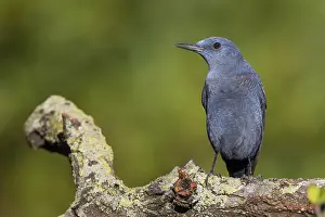 Blue Bird Species Drucke: Blue Rock Thrush