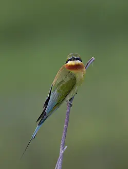Gerahmter Druck : Blau Schwanz-Sperber, Merops philippinus Gerahmter Druck : Blau Schwanz-Sperber, Merops philippinus