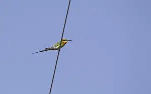 Thailand Wildlife Photos Drucke: Blue-tailed Bee-eater, Merops philippinus
