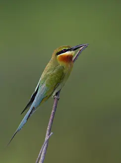 Thailand Nature Photography Drucke: Blue-tailed Bee-eater, Merops philippinus