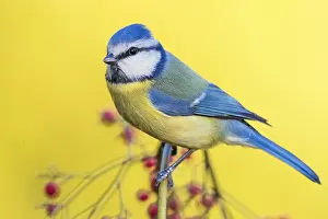Blue Tit Bird Drucke: Blue Tit