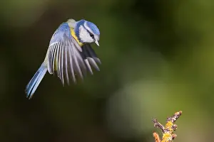 Blue Tit Bird Drucke: Blue Tit