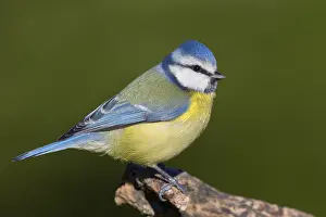 Blue Tit Bird Drucke: Blue Tit