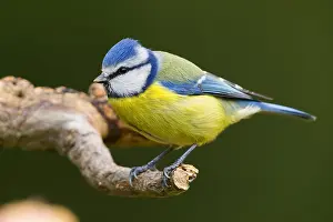 Blue Tit Bird Drucke: Blue Tit