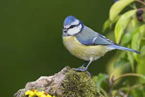 Blue Tit Bird Drucke: Blue Tit