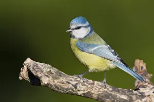 Blue Tit Bird Drucke: Blue Tit