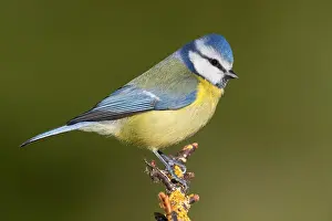 Blue Tit Bird Drucke: Blue Tit