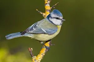 Eurasian Blue Tit Species Drucke: Blue Tit