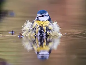Blue Tit Bird Drucke: Blue Tit, Parus caeruleus