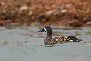 African Wildlife Animals Drucke: Blue-winged Teal