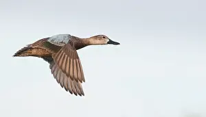 Gerahmter Druck : Blauflügel-Taucher in Flug. Gerahmter Druck : Blauflügel-Taucher in Flug.