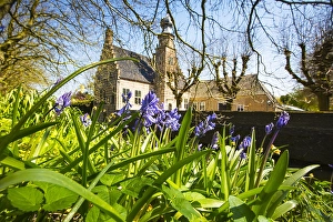 Blue Spring Flowers Drucke: Bluebell, Hyacinthoides non-scripta