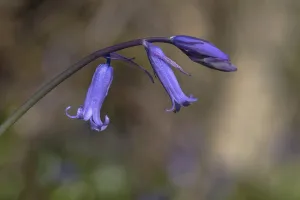 Blue Hyacinths Drucke: Bluebell, Hyacinthoides non-scripta