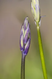 Bluebell Flowers Drucke: Bluebell, Hyacinthoides non-scripta