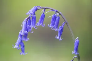 Bluebell Flowers Drucke: Bluebell, Hyacinthoides non-scripta
