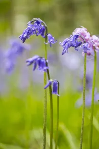 Bluebell Flowers Drucke: Bluebell, Hyacinthoides non-scripta