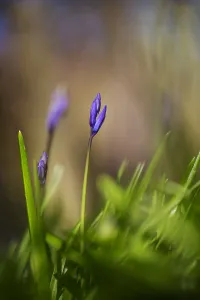 Springtime Blooms Europe Drucke: Bluebell, Hyacinthoides non-scripta