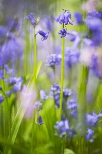Spring Garden Blooms Drucke: Bluebell, Hyacinthoides non-scripta