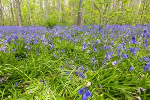 Spring Garden Flowers Drucke: Bluebell, Hyacinthoides non-scripta
