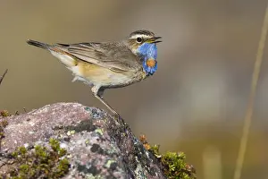 Passeriformes Birds Drucke: Bluethroat