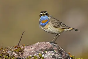 Bilder Datiert 27. Mai 2016: Bluethroat