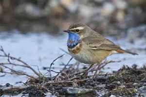 Bluethroat
