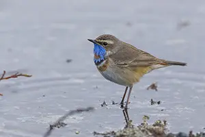 Bluethroat