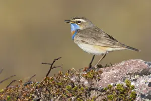 Bilder Datiert 27. Mai 2016: Bluethroat