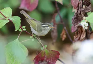 Rainforest Wildlife Drucke: Blyth's Leaf Warbler, Phylloscopus reguloides