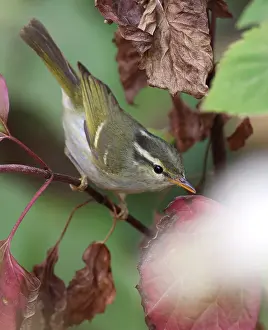 Forest Bird Photography Drucke: Blyth's Leaf Warbler, Phylloscopus reguloides