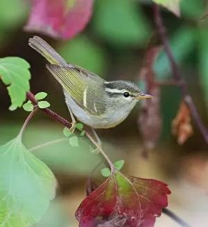 Rainforest Wildlife Photography Drucke: Blyth's Leaf Warbler, Phylloscopus reguloides
