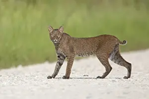 Bobcat (Lynx rufus)