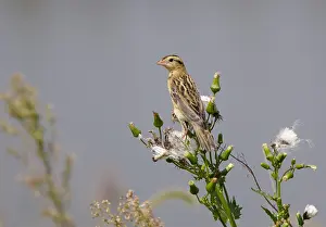 Gerahmter Druck : Bobolink. Herbstprinzessin in Brigantine, New Jersey, USA Gerahmter Druck : Bobolink. Herbstprinzessin in Brigantine, New Jersey, USA