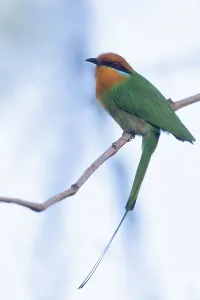 Outdoor Nature Photos Drucke: Böhm's bee-eater, Merops boehmi
