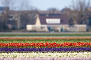 Netherlands Flowers Drucke: Bollenveld, Bulb field
